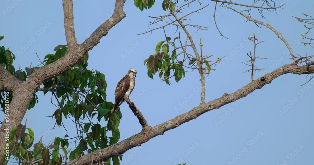 Camera zooms in while this Osprey Pandion haliaetus looks down for its prey, Thailand Camera zooms in while this Osprey Pandion haliaetus looks down for its prey, Thailand