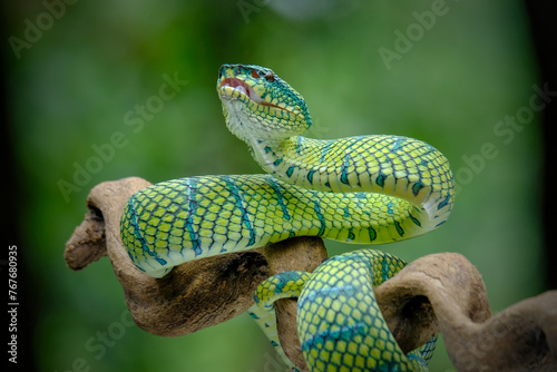 Poisonous snake on the branch photo