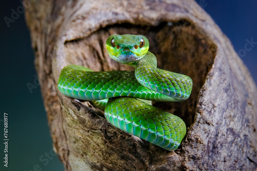 Close up pit viper snake on branch photo