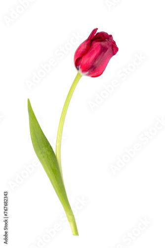 Beautiful tender spring tul...