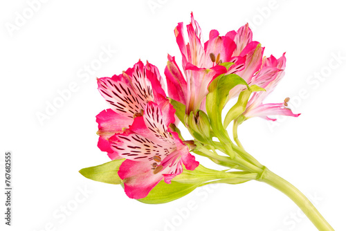 Alstroemeria flower isolate...