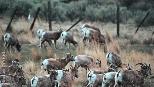 Nature's Grassland Dwellers: California Bighorns photo