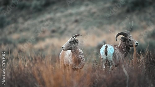 Kamloops's Majestic Residents: The Bighorn Sheep photo