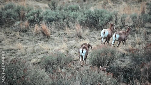 A Herd's Haven: Bighorn Sheep in Kamloops photo