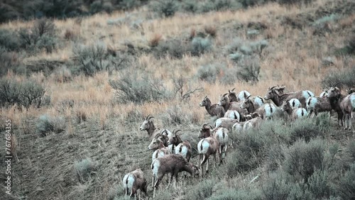 Among the Grass: Bighorn Sheep's Tranquil Afternoon photo