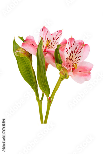 Alstroemeria flower isolated on white background