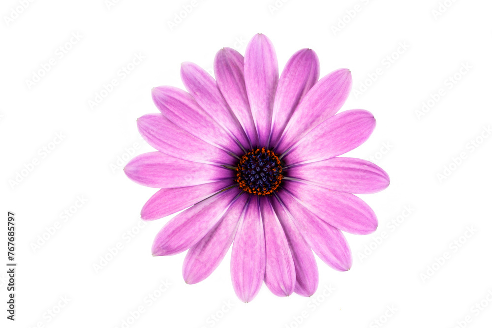 African daisy flower - Dimorphotheca ecklonis isolated on white background African daisy flower - Dimorphotheca ecklonis isolated on white background