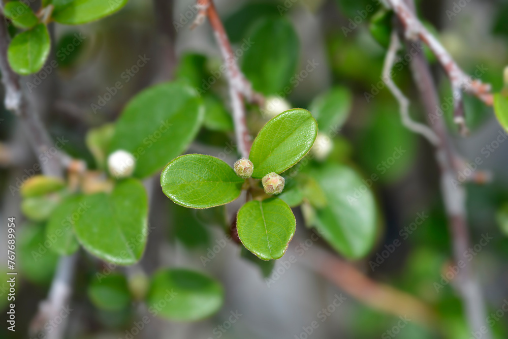 Bearberry cotoneaster Major branch with flower buds