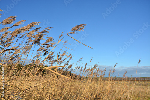 Schilf, hochstehend photo