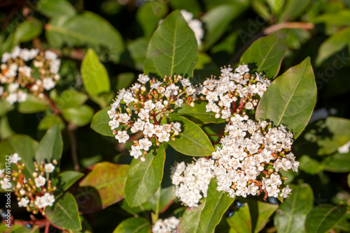 Viburnum tinus, laurustinus...