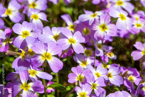 Aubrieta deltoidea or Virginia stock, Malcolmia maritima, is from the Brassicaceae family.