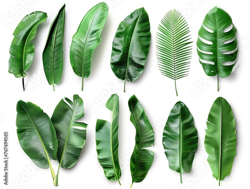 A collection of green leaves, including palm leaves, are shown in various sizes and orientations. Concept of nature and the beauty of plants, with the leaves appearing to be fresh and vibrant