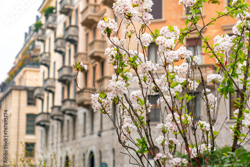 Blossming trees in the spring time in Milan, Italy