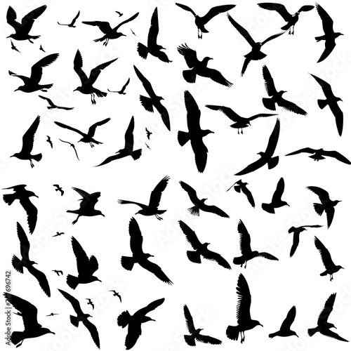 Seagull Flight Silhouette Set: White Background