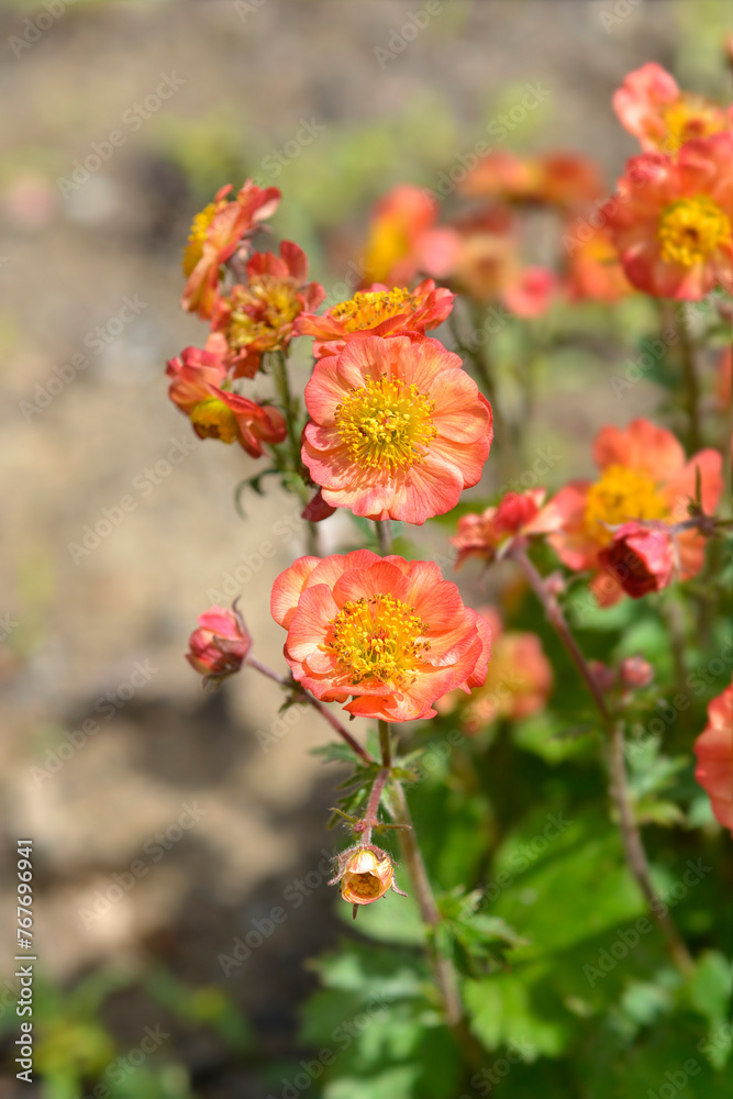 Avens Mango Lassi flowers Avens Mango Lassi flowers