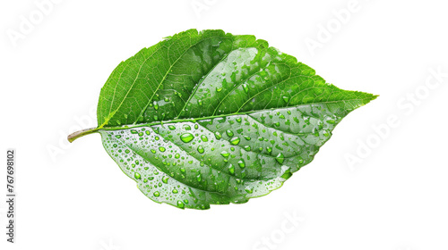 Leaf on Transparent Background PNG