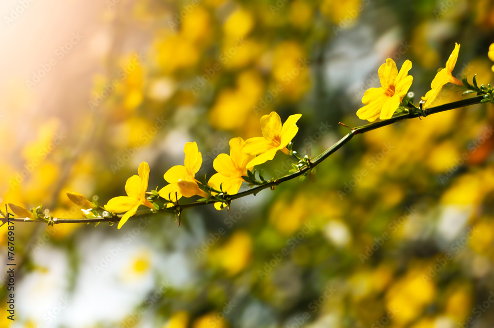 yellow flowers in spring yellow flowers in spring