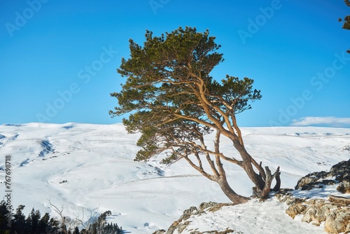 Mountain landscape in winter. Branches of a lonely pine tree. The surfaces are covered with snow.