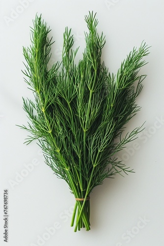Dill fronds sprawling gently  fine and feathery  highlighted on a seamless white surface 