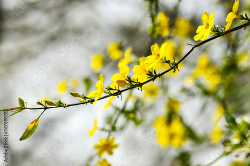 yellow flowers in spring © 曹宇