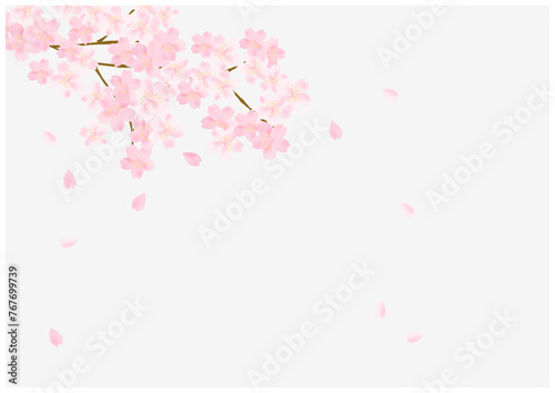 桜の花が美しい春の桜フレーム背景45灰色