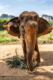 Słoń z bliska
