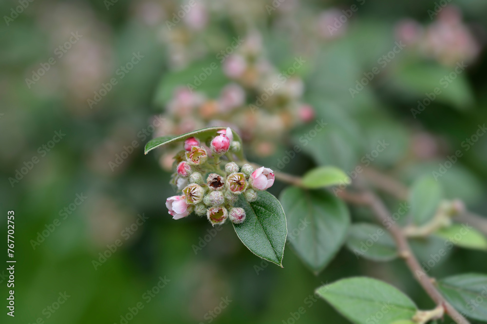 Fototapeta premium Black-berried cotoneaster branch with flowers