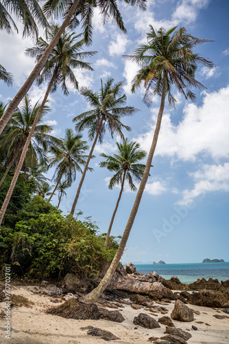 Rajska plaża z palmami © DawidFastMan