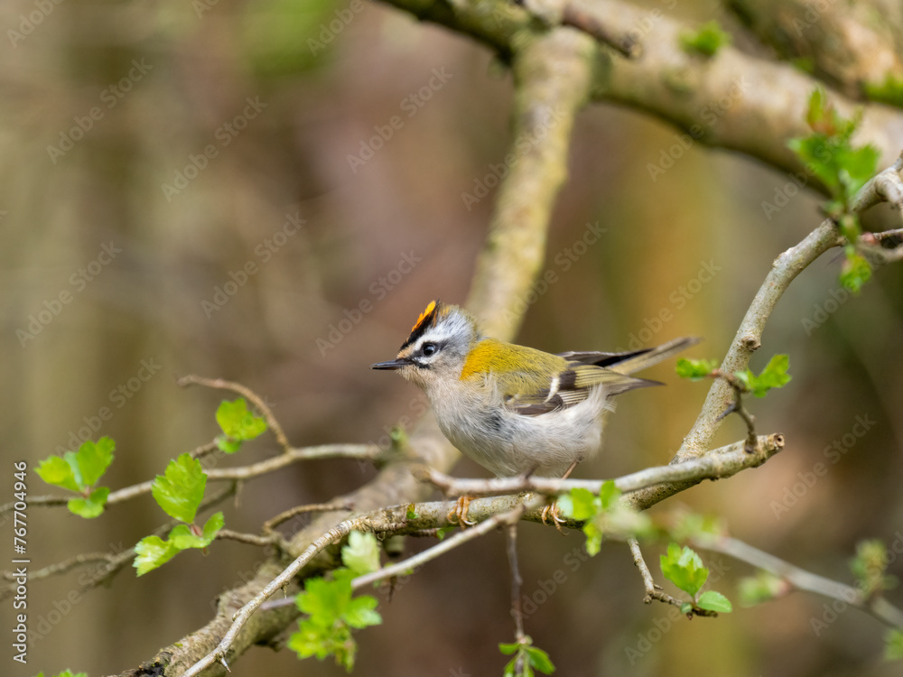 Sommergoldhähnchen (Regulus ignicapilla) Sommergoldhähnchen (Regulus ignicapilla)