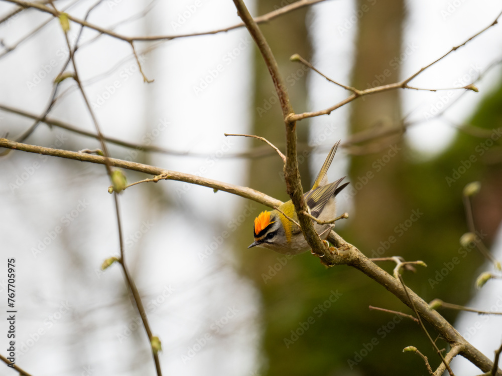 Sommergoldhähnchen (Regulus ignicapilla) Sommergoldhähnchen (Regulus ignicapilla)