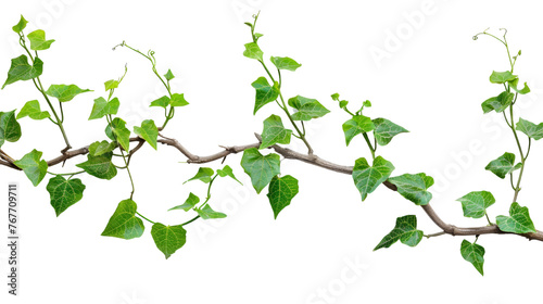 Vine Leaves Climbing up a Trellis in a Whimsical Scene Isolated on Transparent Background PNG