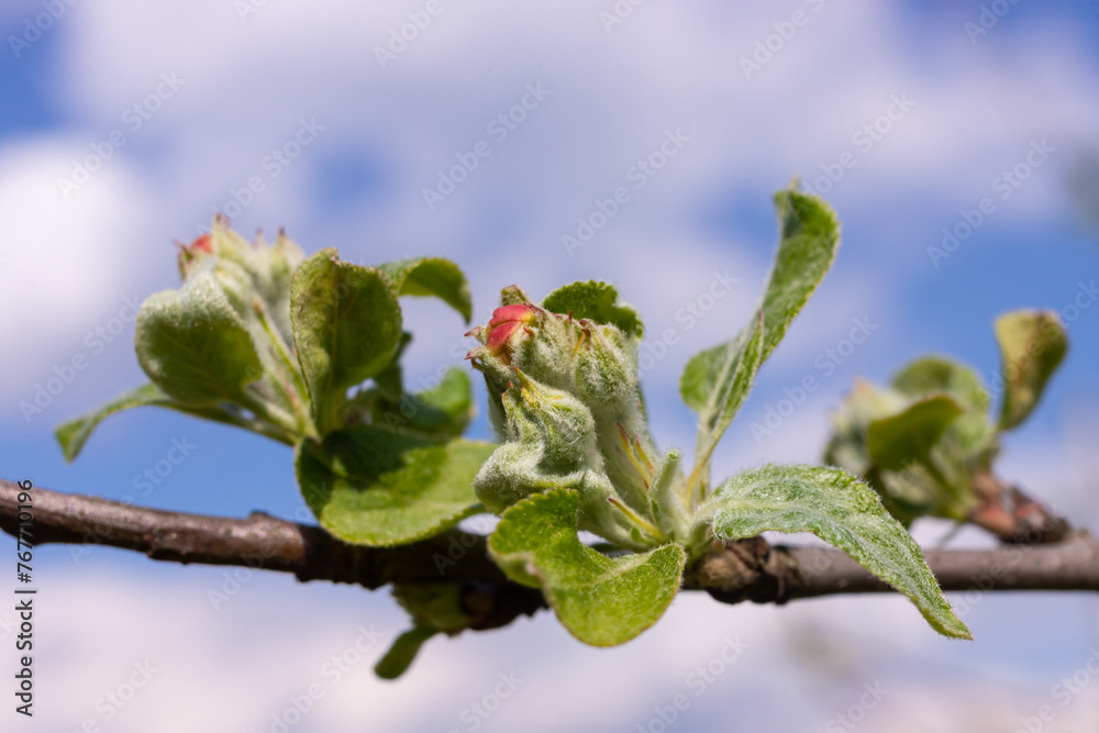 Flower buds, flowers and green young leaves on a branch of a blooming apple tree. Close-up of pink buds and blossoms of an apple tree on a blurred background in spring. Selective focus Flower buds, flowers and green young leaves on a branch of a blooming apple tree. Close-up of pink buds and blossoms of an apple tree on a blurred background in spring. Selective focus
