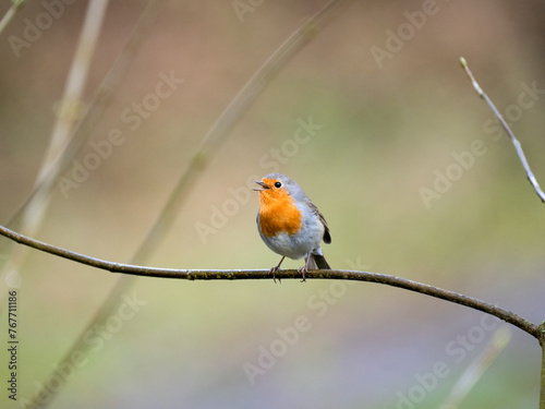 Rotkehlchen (Erithacus rubecula)   photo