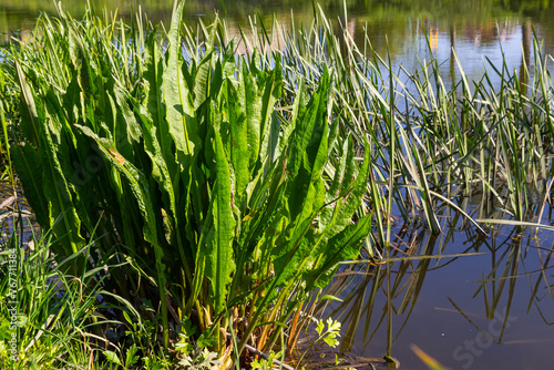 Papier peint Close up of Yellow flag irisses Iris pseudacorus and Great water dock Rumex hydr