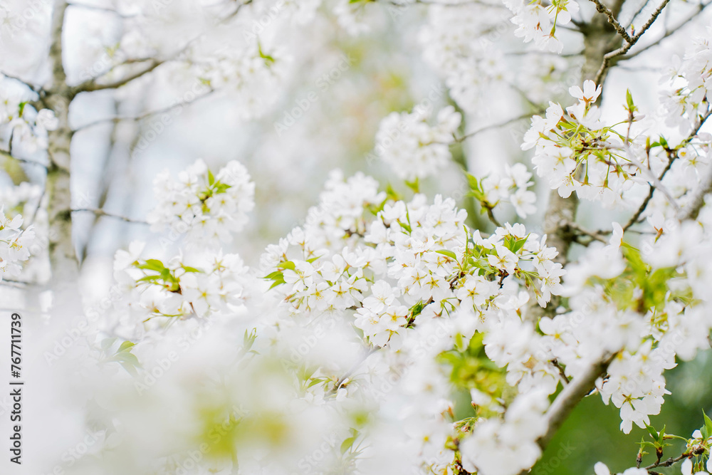 Branch of blooming cherry blossom flower with copy space. Outdoor shot filled with beautiful cherry blossoms in their soft white tones. Branch of blooming cherry blossom flower with copy space. Outdoor shot filled with beautiful cherry blossoms in their soft white tones.