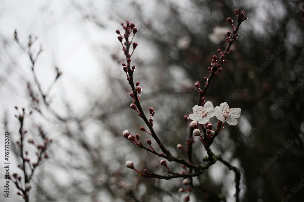 Closeup of white flowers on a blooming branch Closeup of white flowers on a blooming branch