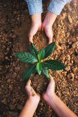 Two people are holding a plant in their hands