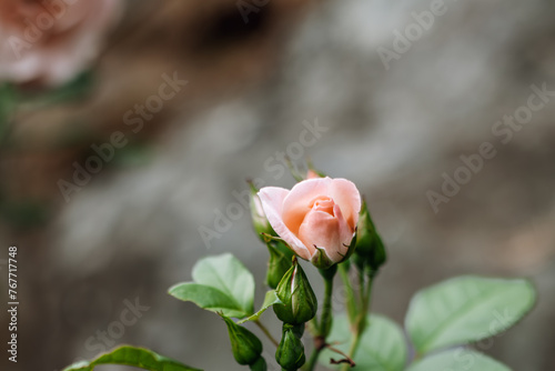 Peach Fuzz coloured roses outdoor on a summer day. Copy space for text and suitable for invitation card. 