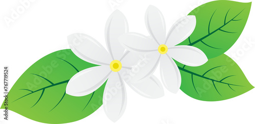 white jasmine flower for decoration design