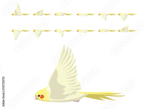 Bird Cockatiel Parrot Cockatoo Lutino Flying Animation Sequence Cartoon Vector