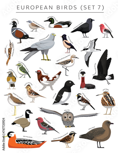 European Birds Set Cartoon Vector Character 7