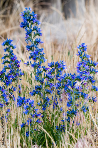 Gewöhnlichen Natternkopf  (Echium vulgare) photo