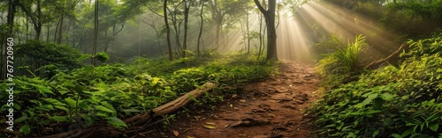 Panoramic view of a path in a forest in the morning. Banner.