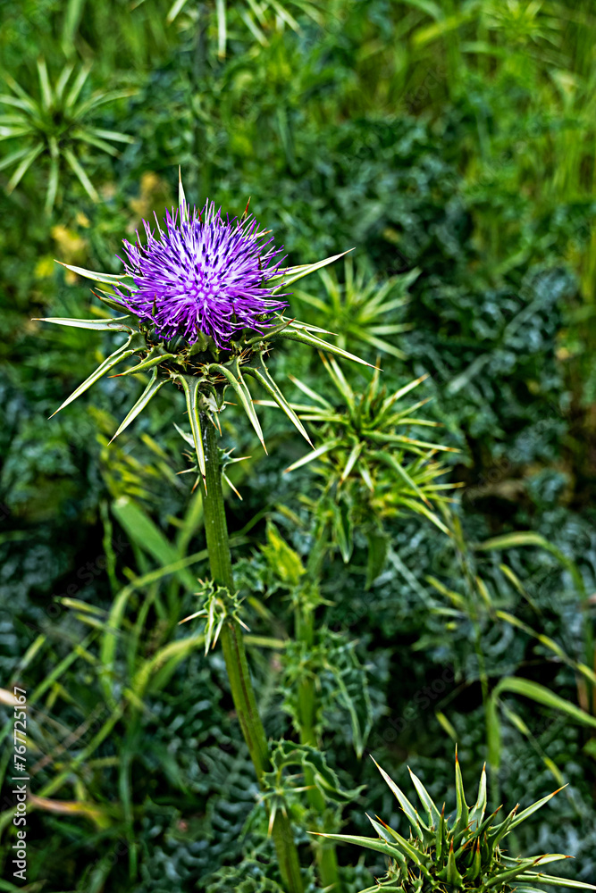 Flowering Spear Thistle (Cirsium vulgare) Flowering Spear Thistle (Cirsium vulgare)