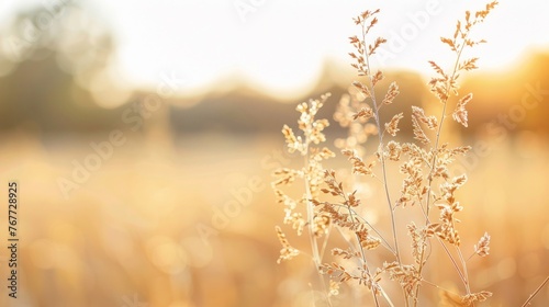 Golden Hour Grassland Under Warm Sunset