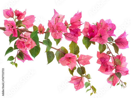 Blooming branch, flowers and inflorescence of bougainvillea isolated on white background PNG