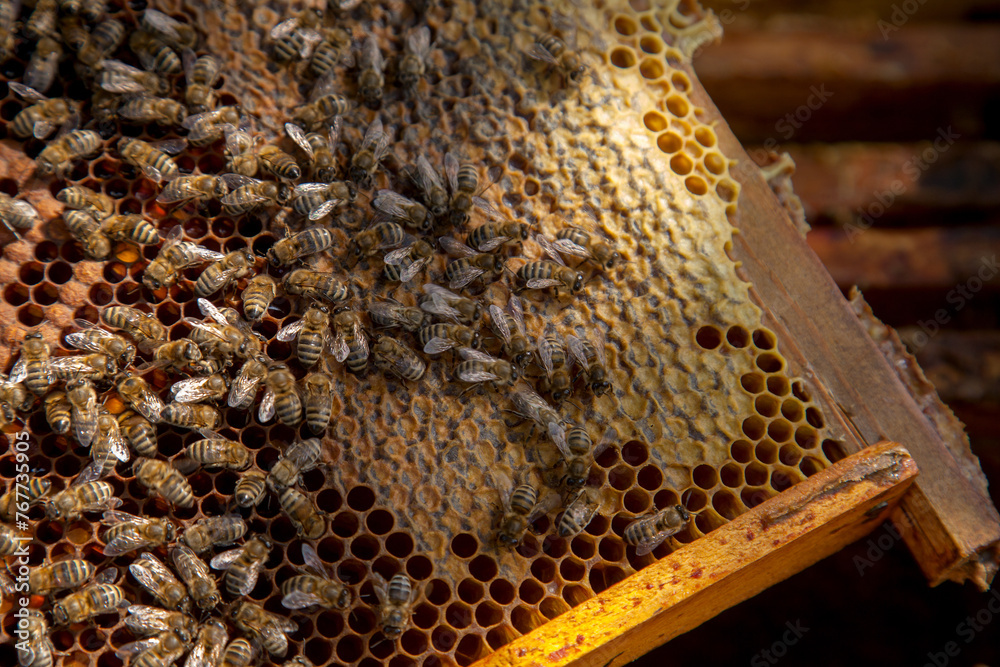 Working bees in a hive on honeycomb. Bees inside hive with sealed and open cells for their young.. Working bees in a hive on honeycomb. Bees inside hive with sealed and open cells for their young..