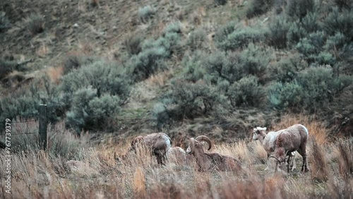 The Quiet Grazers of British Columbia's Grasslands photo