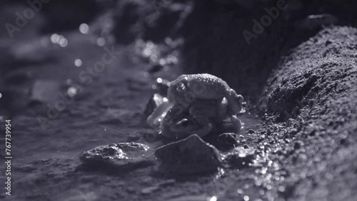 red-spotted toads at night during the mating season at a water hole in the Sonoran desert, Arizona, USA photo