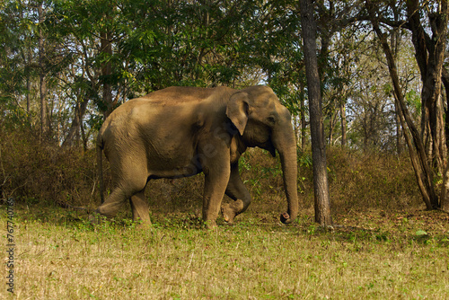 The Indian elephant (Elephas maximus indicus), a large male without tusks on the river bank. A dangerous tuskless male in the Indian jungle.